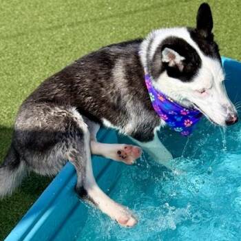 Milton -  Siberian Husky and Mixed Breed Dog for Adoption in Largo, Florida - Milton | PetCurious