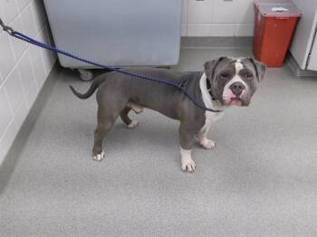 BIG DUDE -  Boxer and Mixed Breed Dog for Adoption in Omaha, Nebraska - BIG DUDE | PetCurious