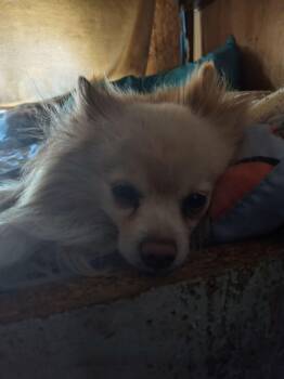 Pomeranian Dogs Available for Adoption - Hammy | PetCurious