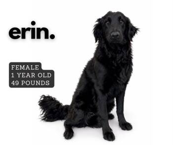 Erin -  Retriever Dog for Adoption in Ashland, Kentucky - Erin | PetCurious