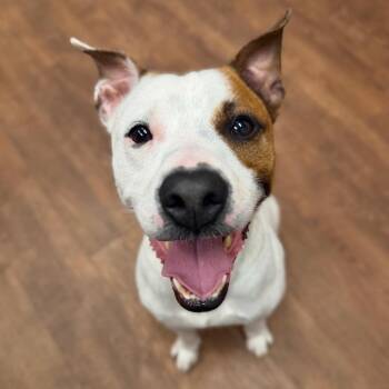 Mixed Breed Dogs Available for Adoption in Milton, Florida - Jackson | PetCurious