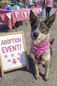 Australian Cattle Dog Blue Heeler Dogs Available for Adoption - Dixie  | PetCurious