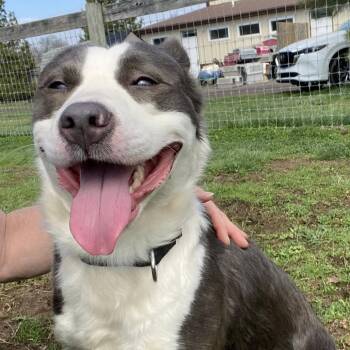 Border Collie and Terrier Dogs Available for Adoption in Quakertown, Pennsylvania - Dr Dog | PetCurious