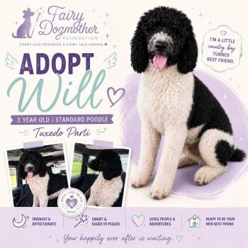 Standard Poodle Dogs Available for Adoption in Yukon, Oklahoma - Will | PetCurious