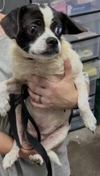 Oreo -  Japanese Chin and Boston Terrier Dog for Adoption in Cary, North Carolina - Oreo | PetCurious