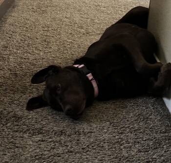 Teasdale / Tassy / Sadie -  Labrador Retriever Dog for Adoption in Broomfield, Colorado - Teasdale / Tassy / Sadie | PetCurious