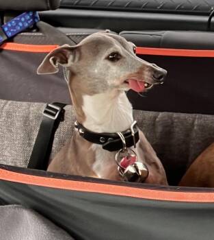 Italian Greyhound Dogs Available for Adoption - Jetson | PetCurious
