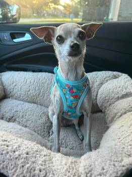 Martha -  Chihuahua Dog for Adoption in Foster, Rhode Island - Martha | PetCurious
