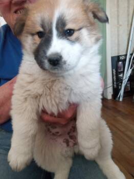 Chow Chow Dogs Available for Adoption - FOSTER ME - Sandy | PetCurious