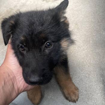 IVHS-Stray-139850_2 -  German Shepherd Dog Dog for Adoption in San Gabriel, California - IVHS-Stray-139850_2 | PetCurious