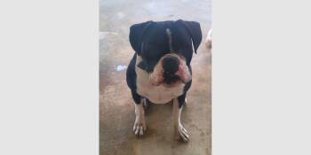 Monty II -  Boxer Dog for Adoption in Hewitt, Texas - Monty II | PetCurious