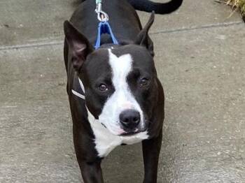 ELLA -  Pit Bull Terrier and Australian Cattle Dog Blue Heeler Dog for Adoption in Martinez, California - ELLA | PetCurious