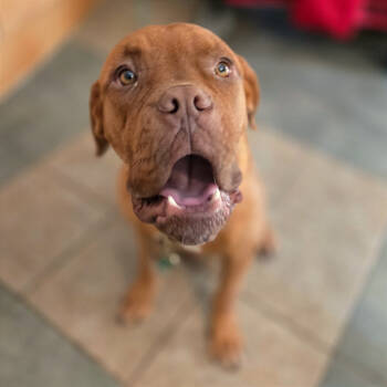 Rescue Mixed Breed Dogs for Adoption in Chattanooga, Tennessee - Squidge | PetCurious