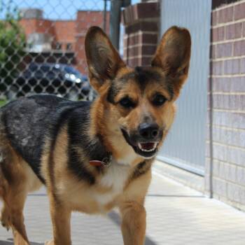 Cardigan Welsh Corgi and German Shepherd Dog Dogs Available for Adoption in Mcpherson, Kansas - Diva | PetCurious