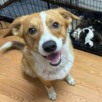 Australian Shepherd Dogs Available for Adoption in Chatham, New Jersey - Flip | PetCurious