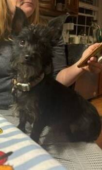 Dorthy (fka Twinkle Toes) -  Terrier Dog for Adoption in Columbus, Ohio - Dorthy (fka Twinkle Toes) | PetCurious