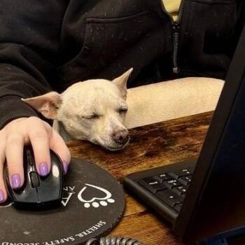 Dorothy -  Chihuahua Dog for Adoption in Freeport, Florida - Dorothy | PetCurious