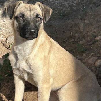 Tiki -  Shepherd Dog for Adoption in San Diego, California - Tiki | PetCurious