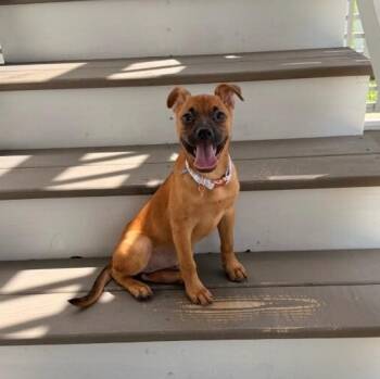 Trixie Cinnamon Toy Story -  Chihuahua and Labrador Retriever Dog for Adoption in Friendswood, Texas - Trixie Cinnamon Toy Story | PetCurious