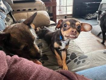 Chihuahua Dogs Available for Adoption - Trevor | PetCurious