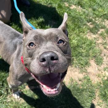 Mixed Breed Dogs Available for Adoption in Medford Lakes, New Jersey - Ezra | PetCurious