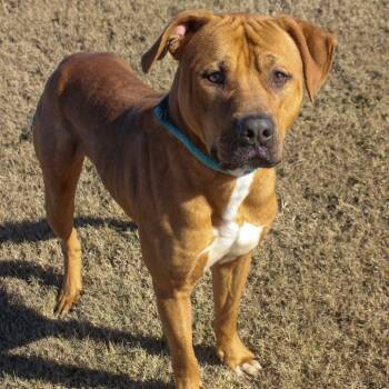 Mixed Breed Dogs Available for Adoption in Davenport, Iowa - Creekie | PetCurious