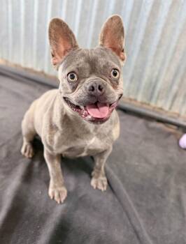 Lavender -  French Bulldog Dog for Adoption in Severance, Colorado - Lavender | PetCurious