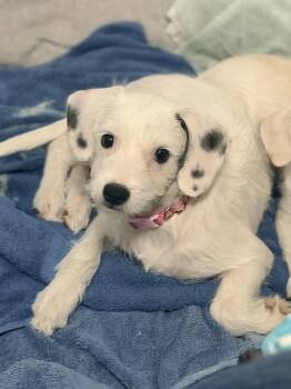 Blossom -  Jack Russell Terrier Dog for Adoption in Lodi, California - Blossom | PetCurious