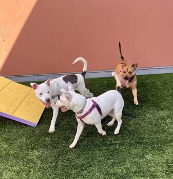 Pit Bull Terrier Dogs Available for Adoption in Burlingame, California - Tammy | PetCurious
