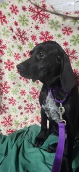Rescue Pointer and Labrador Retriever Dogs for Adoption in West Milwaukee, Wisconsin - Phillip $500 | PetCurious