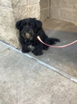 Rescue Schnauzer and Mixed Breed Dogs for Adoption in Fort Worth, Texas - 59839708 | PetCurious