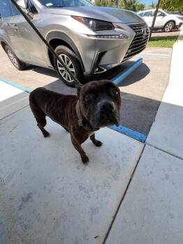 Boxer and Mixed Breed Dogs Available for Adoption in Doral, Florida - LEXUS | PetCurious