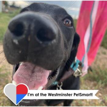 Mousse -  Mixed Breed Dog for Adoption in Fort Collins, Colorado - Mousse | PetCurious