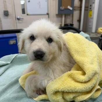 Mixed Breed and Great Pyrenees Dogs Available for Adoption in Madison, Wisconsin - Claire | PetCurious