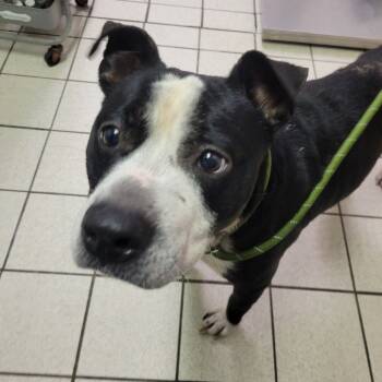 Rescue Mixed Breed Dogs for Adoption in Charleston, West Virginia - Twinkle Toes | PetCurious