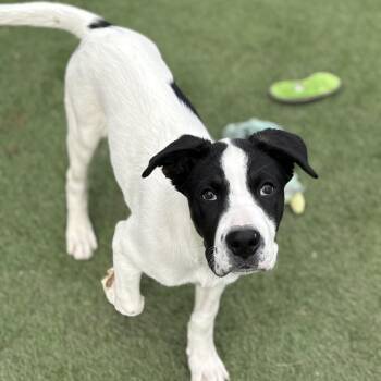 Border Collie and Great Pyrenees Dogs Available for Adoption - Maggie | PetCurious