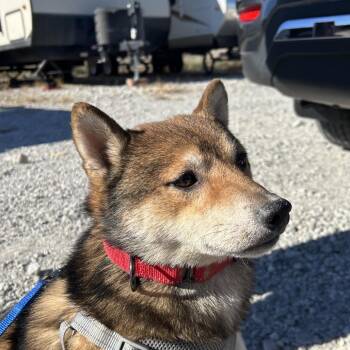 Shiba Inu Dogs Available for Adoption - Hachi | PetCurious