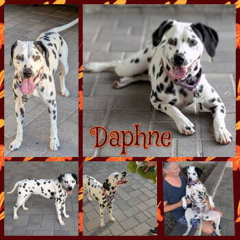 Rescue Dalmatian Dogs for Adoption in Colorado Springs, Colorado - Daphne | PetCurious