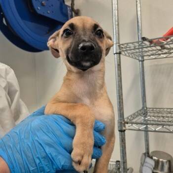 Juliana -  Vizsla and German Pinscher Dog for Adoption in Morton Grove, Illinois - Juliana | PetCurious