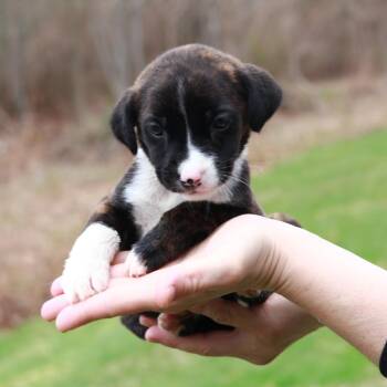 Shepherd Dogs Available for Adoption in Stormville, New York - CT Pontiac Avail Apr 25 | PetCurious