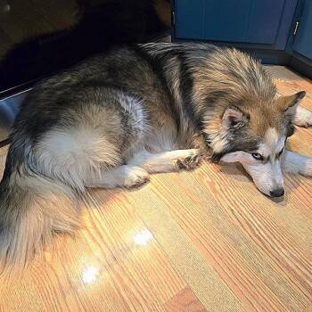 Husky Dogs Available for Adoption in Des Moines, Iowa - Degan | PetCurious