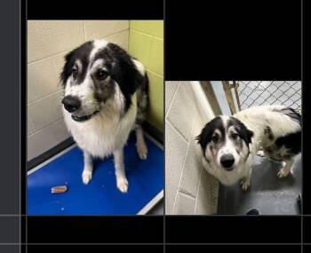 Great Pyrenees Dogs Available for Adoption in Silver Spring, Maryland - Riley | PetCurious