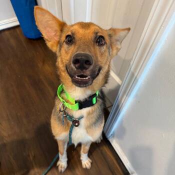 Delilah -  Shepherd and Mixed Breed Dog for Adoption in Chicago, Illinois - Delilah | PetCurious