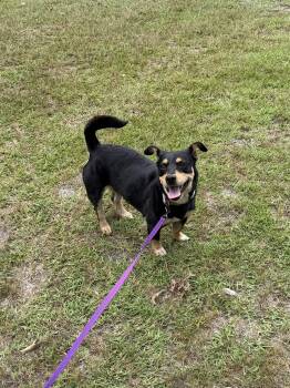 Little Momma -  Mixed Breed Dog for Adoption in Lumberton, North Carolina - Little Momma | PetCurious