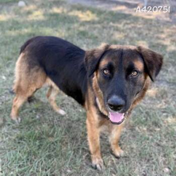 Rescue German Shepherd Dog and Mixed Breed Dogs for Adoption in Conroe, Texas - CHIEF | PetCurious