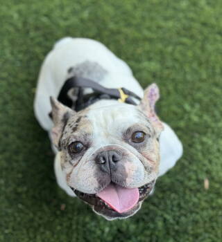 Rescue French Bulldog Dogs for Adoption in Santa Clara, California - Koda | PetCurious