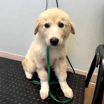 Athena -  Mixed Breed Dog for Adoption in Skokie, Illinois - Athena | PetCurious