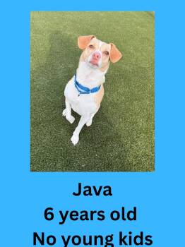 Mixed Breed Dogs Available for Adoption in Ravenna, Ohio - Java | PetCurious
