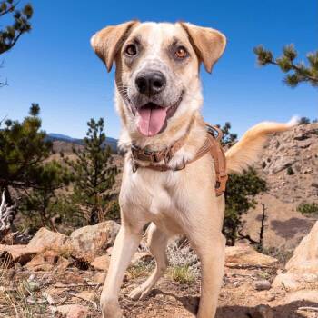 Flash -  Shepherd Dog for Adoption in Denver, Colorado - Flash | PetCurious