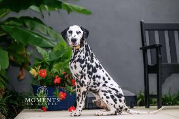 Pongo -  Dalmatian Dog for Adoption - Pongo | PetCurious